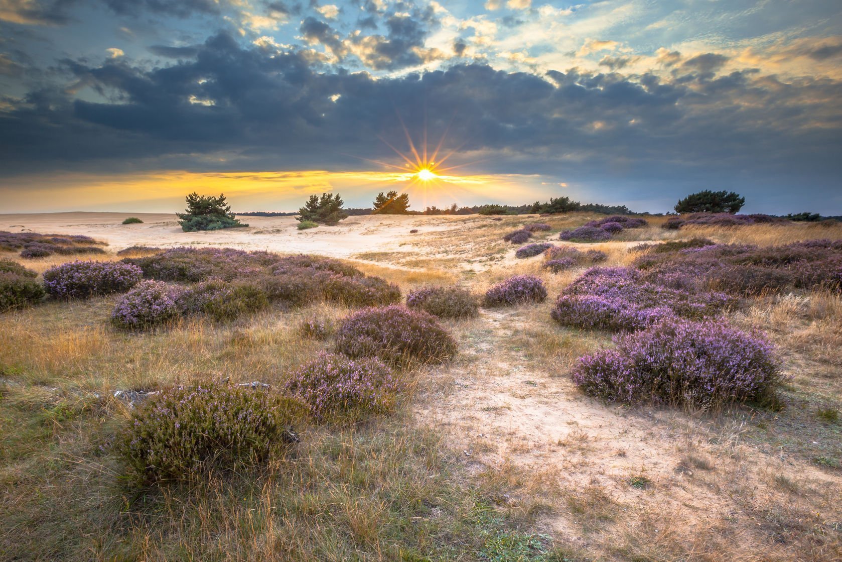 Kennemerduinen